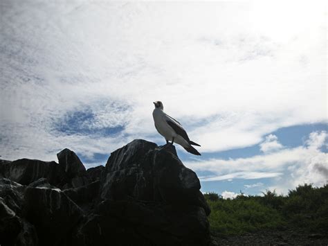 Galapagos Bird Free Stock Photo - Public Domain Pictures
