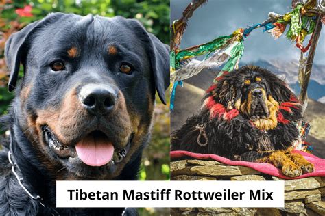 Tibetan Mastiff Mix With Rottweiler | The Ultimate Guide - Mastiff Web