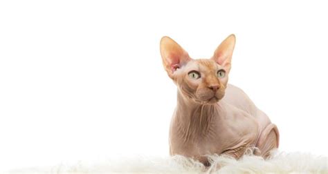 Sphynx Cat Care Made Simple | Everything You Need to Know