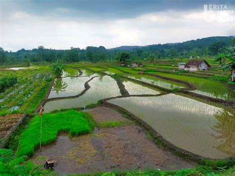 5 Provinsi Ini Punya Sawah Terluas di Indonesia, Jawa Timur Nomor Satu!