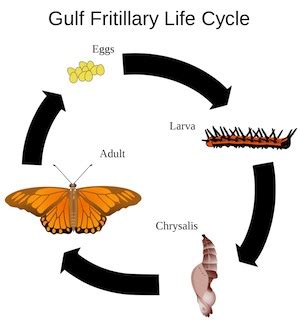 8 Characteristics of Life in Biology | Properties & Examples - Lesson ...