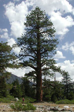 Jeffrey Pine: Hardy Evergreen with Unique Resin