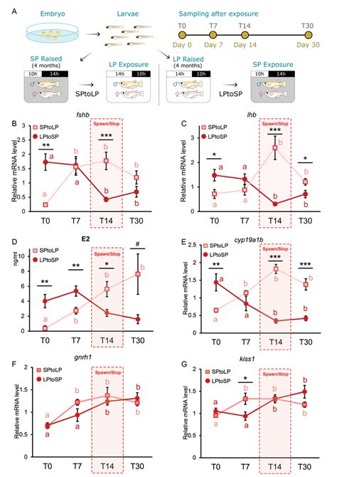 Long photoperiod induces an increase in gonadotrope cell activity and ...