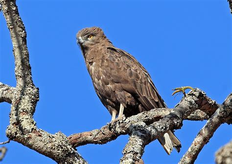 Brown Snake Eagle | BirdPhotos.com