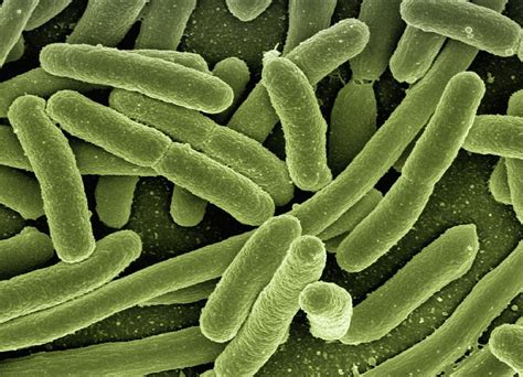 I batteri presenti nella polvere possono scambiarsi geni per resistenza agli antibiotici