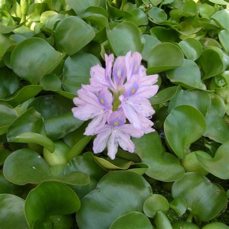 Floating Pond Plants - Wetplants