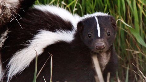 It's skunk mating season in Kentucky and you can smell it