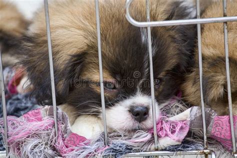 Pet store puppies stock photo. Image of puppies, sleepy - 1976450