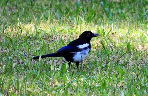 Birdwatching Nature Magpie - Free photo on Pixabay