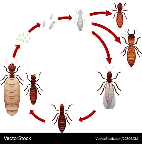 A termite life cycle Royalty Free Vector Image