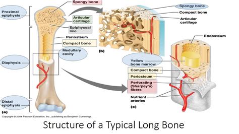 Bone Structure and Function (Human Anatomy) - YouTube