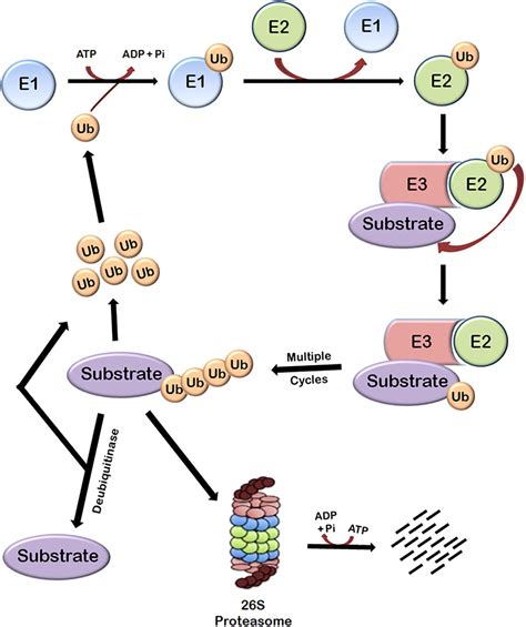 Frontiers | Proteasomal Degradation Machinery: Favorite Target of HIV-1 ...