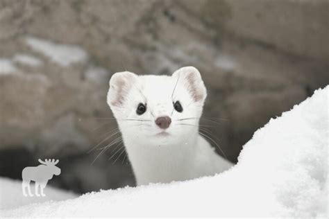 What Do Ermine Eat? — Forest Wildlife