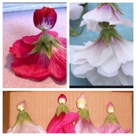 Hollyhock dolls! My mom made these 46 years ago!🌺🌺🌺🌺🌺🌺🌺 Hollyhock, Tatting, Succulents, Farm ...