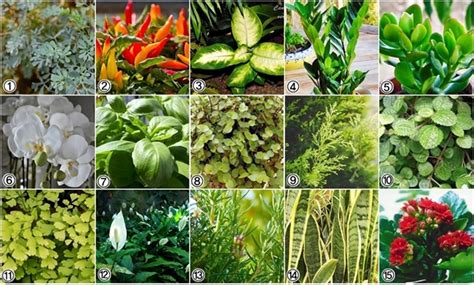 15 Plantas que atraem sorte e prosperidade - Cantinho verde - horta e ...