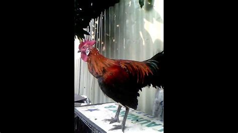 laughing rooster ( Ayam Ketawa ) - YouTube