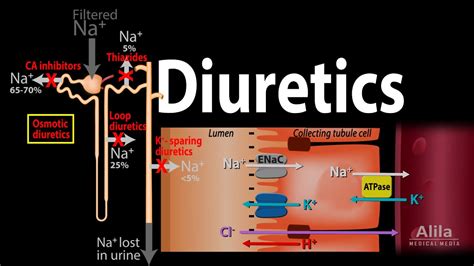 Furosemide Mechanism Of Action - Management of severe hyperkalemia in the post-Kayexalate era ...