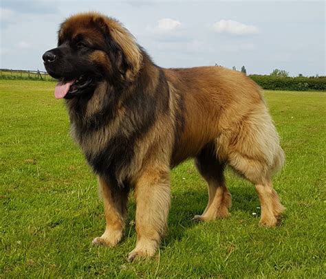 23 Excited Leonberger Puppy For Sale Uk Photo HD - uk.bleumoonproductions