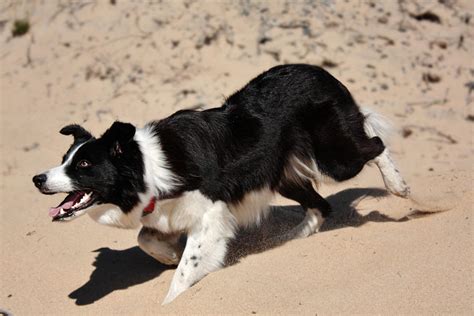 Border Collie herding 2 by Jansu95 on DeviantArt