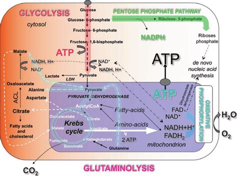 1 Main pathways of cellular and mitochondrial energy metabolism. The... | Download Scientific ...