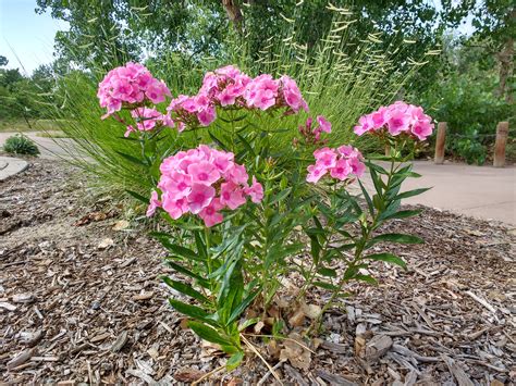 Tall Plant With Tiny Pink Flowers | Best Flower Site