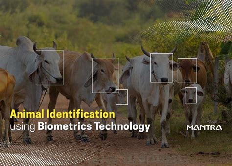 Biometric Identification Technology for Cattle Management