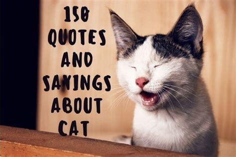 150 Cute Cat Quotes and Sayings - PetHelpful