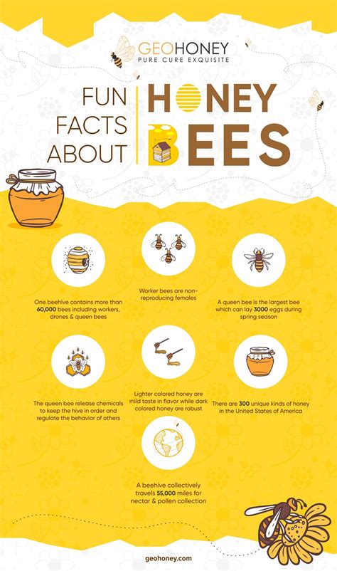 Fun Facts About Honey Bees | Honey bee facts, Bee facts, Bee