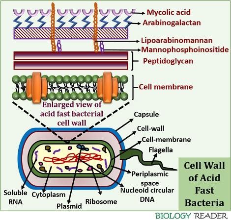 Acid Fast Bacteria Cell Wall