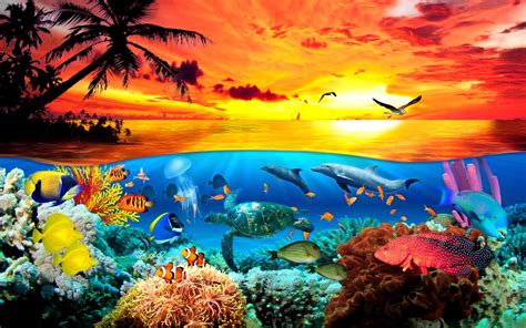 Sea Animals Hd Wallpaper