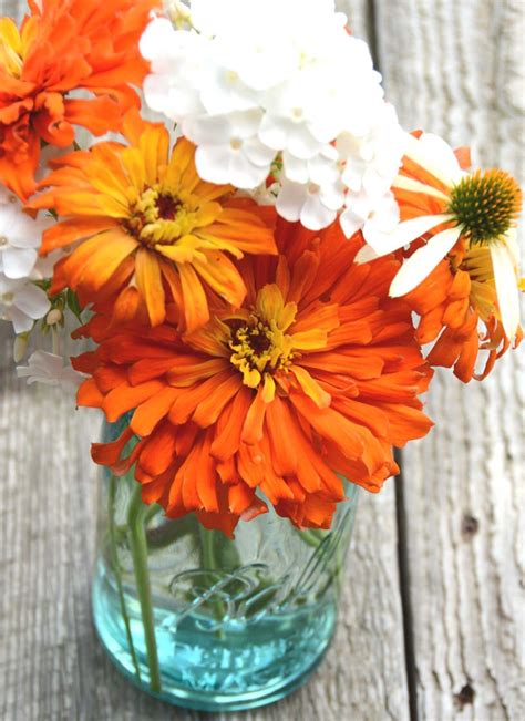 Orange Zinnia Seeds. Cactus Zinnias Large Orange Zinnias | Etsy