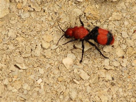 Red Velvet Ant Facts, Sting, Size, Habitat, Lifespan, Pictures