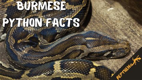 These Burmese Python Facts will Surprise You! - YouTube