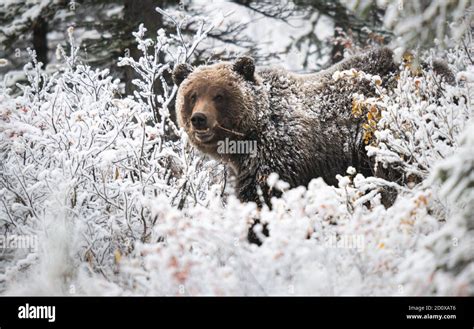 Grizzly bear in the snow Stock Photo - Alamy