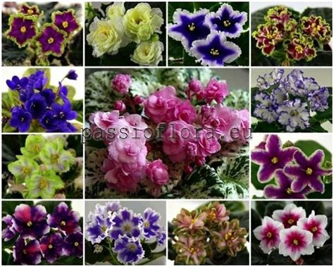 African Violet Seeds MIX OF DIFFERENT HYBRIDS - African Violet Seeds - African Violet