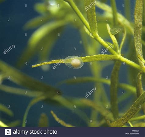 Newt Eggs High Resolution Stock Photography and Images - Alamy