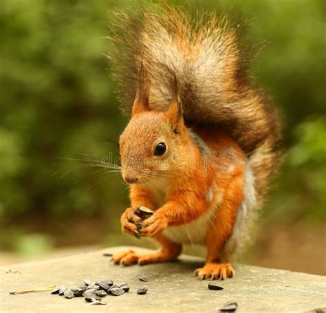 Squirrel Eating Seeds on the Bench Stock Image - Image of cozy, human: 64543683