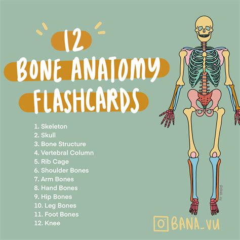 Basic Anatomy Flashcards PDF - Etsy Canada