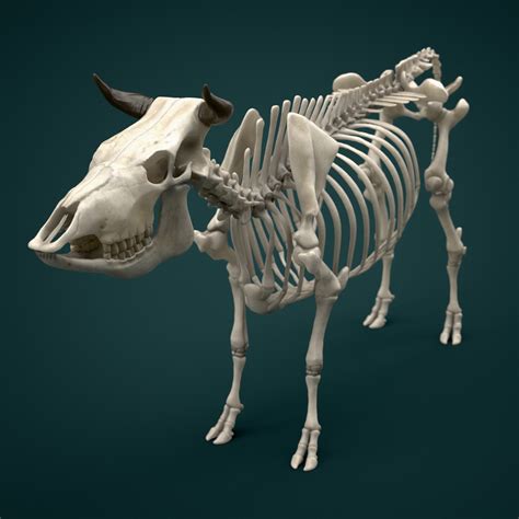 ArtStation - Cow Skeleton