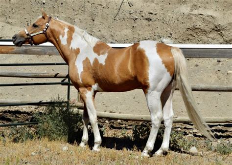 American Paint Horse palomino tobiano stallion | American paint horse, Horses, Horse painting