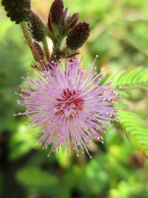 Weeds and Thorns Will Look Beautiful after Flowering Stock Photo - Image of coconut, green ...