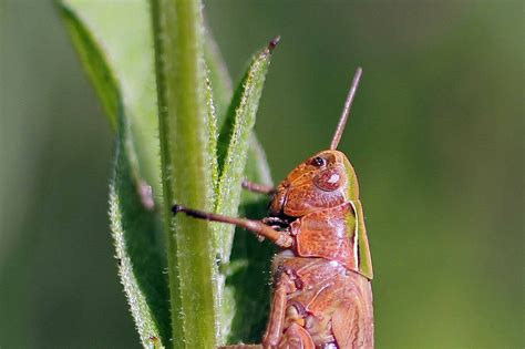 Wildlife and Landscapes: Cricket