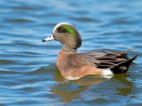 American Wigeon | Audubon Field Guide