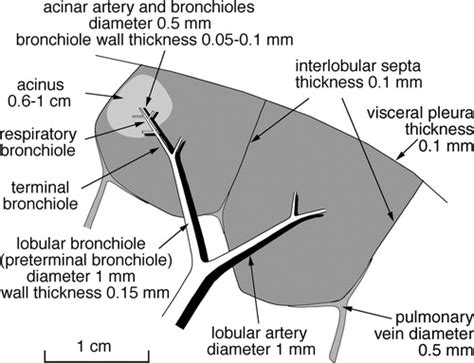 Pulmonary Lobule Model