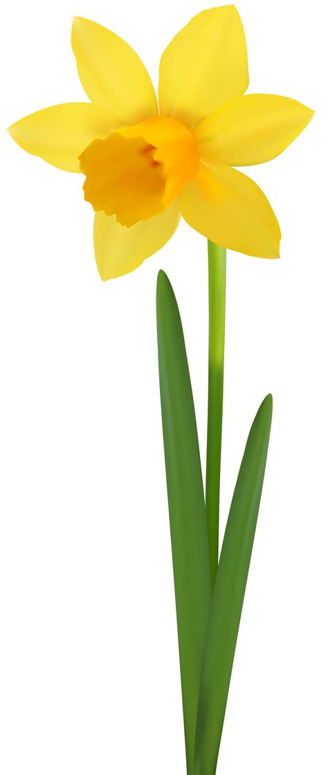 daffodil png 20 free Cliparts | Download images on Clipground 2024