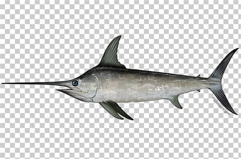 Swordfish Marlin Fishing Atlantic Mackerel Fishery PNG, Clipart, Animal ...