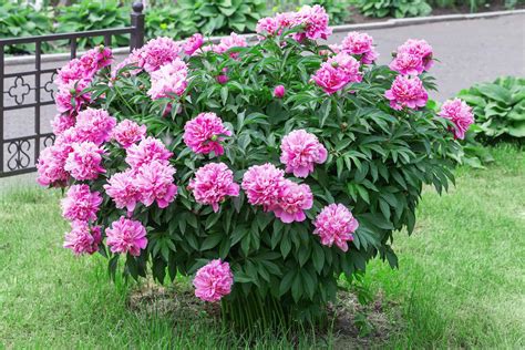How to Grow Peonies: Your Complete Guide