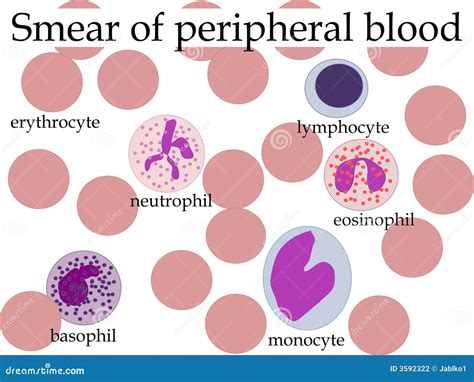 Smear of peripheral blood stock vector. Illustration of learn - 3592322