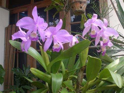 Harga Anggrek Cattleya Ungu - Orchids | Plants