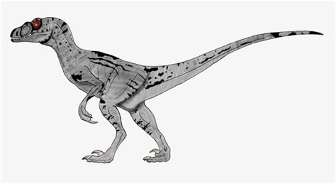 Jurassic Park 3 Female Velociraptor Drawing - Jurassic Park Raptor Drawing PNG Image ...